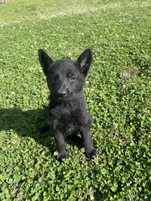 Midnight- black female German Shepherd puppy ($4900)