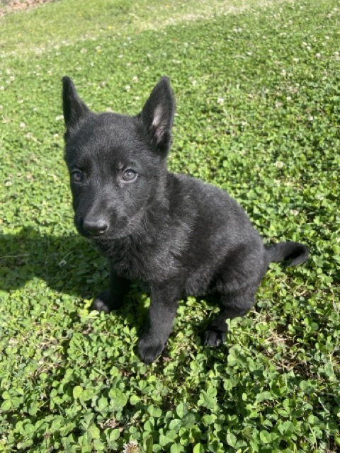 black_german_shepherd_puppy_for_sale