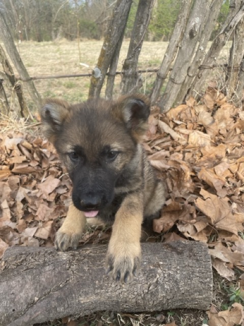 sable_German_Shepherd_puppy_for_sale