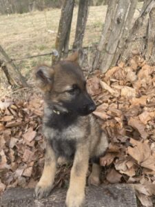 sable_german_shepherd_puppy_for_sale