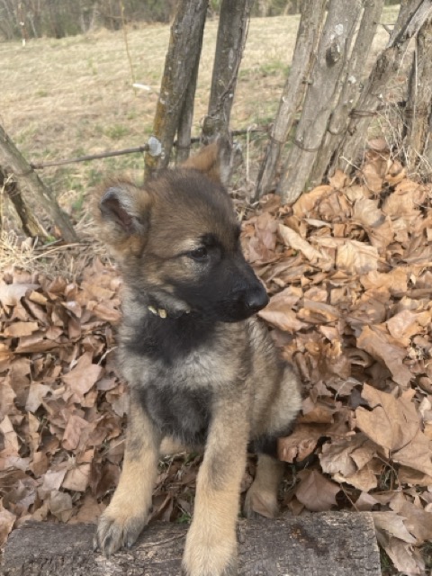 Roxanne- sable female German Shepherd puppy ($3950)