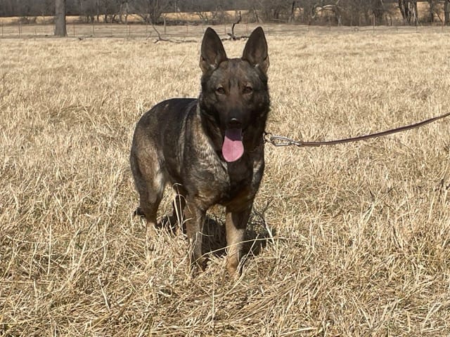 sable_working_line_german_Shepherd_litter