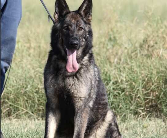 Leash Training Working Line German Shepherd Puppies