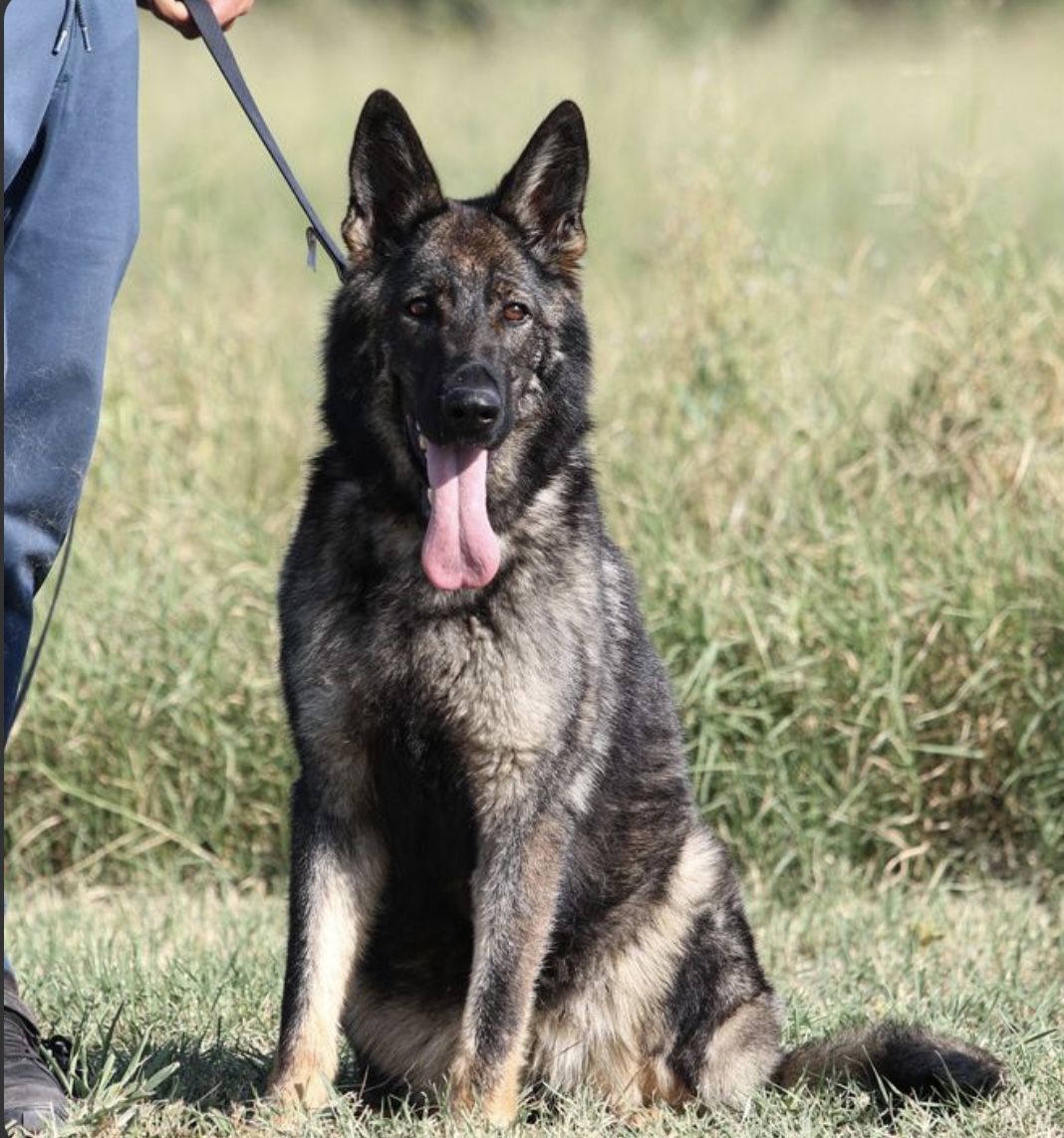 German_shepherd_for_sale